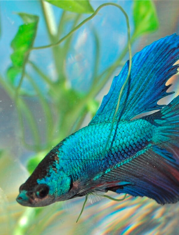 BETTA
