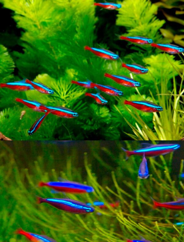 NEON - TETRAS NEON