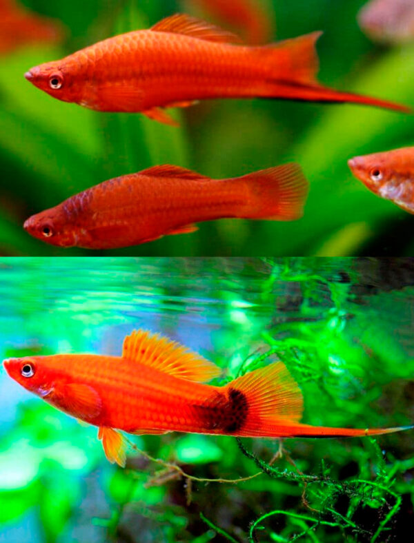 PECES COLA DE ESPADA